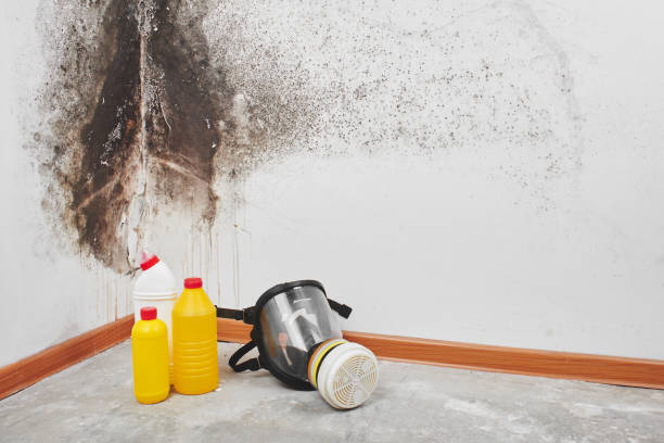 Best Mold Removal Company Near Me  in Rutherford, PA