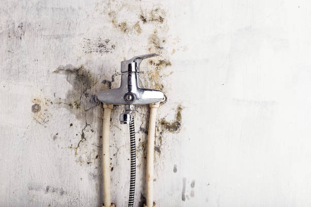 Best Commercial Mold Removal  in Rutherford, PA