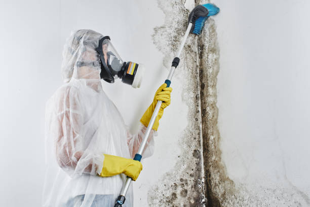 Certified Mold Removal in Rutherford, PA