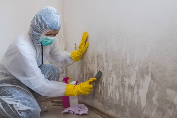 Trusted Rutherford, PA Mold Removal Experts