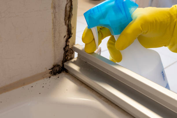 Best Local Mold Removal Service  in Rutherford, PA