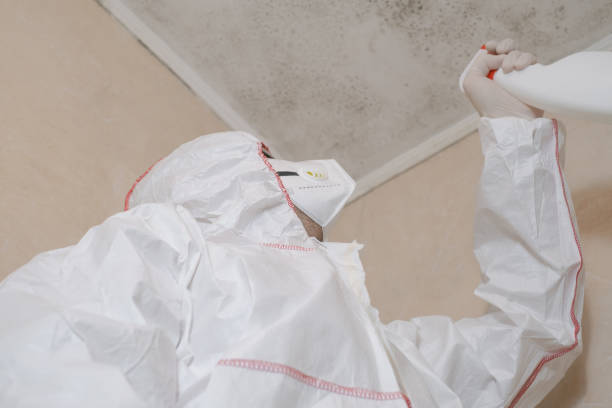 Best Mold Removal Near Me  in Rutherford, PA