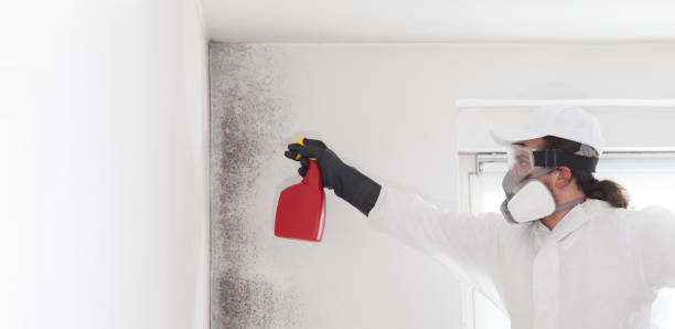 Best Residential Mold Removal  in Rutherford, PA