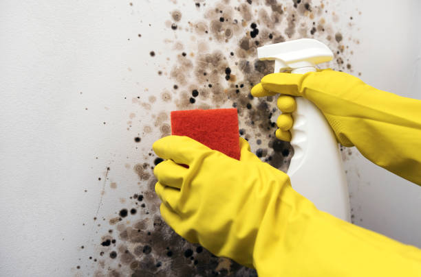 Best Affordable Mold Removal  in Rutherford, PA