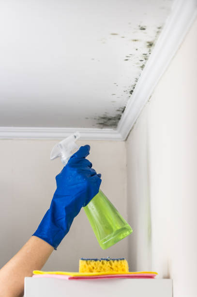 Best Mold Removal Process  in Rutherford, PA