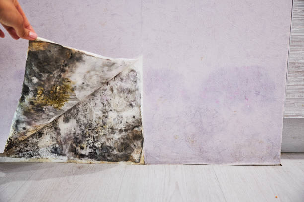 Best Water Damage Restoration  in Rutherford, PA